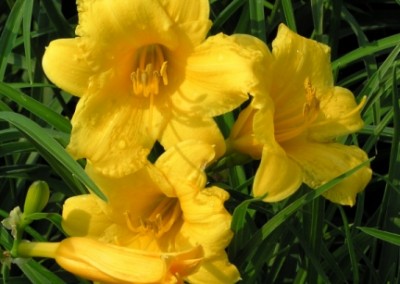 Hemerocallis Stella d' Oro