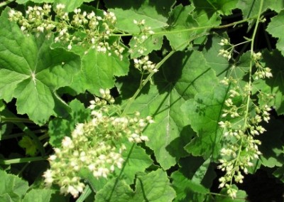 Heuchera Autumn Bride