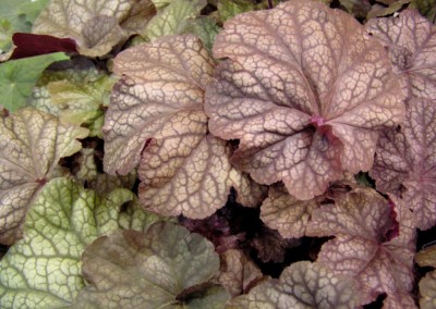 Heuchera Beaujolais