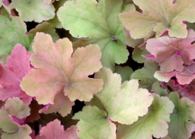 Heuchera Caramel