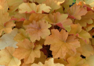 Heuchera Caramel