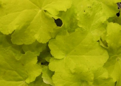 Heuchera Citronelle