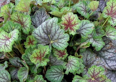 Heuchera Green Spice