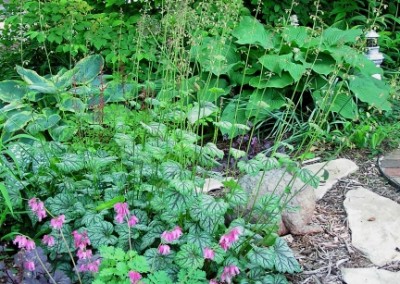 Heuchera Green Spice