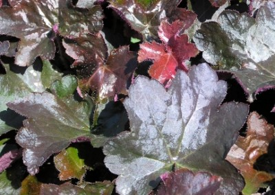 Heuchera Molly Bush