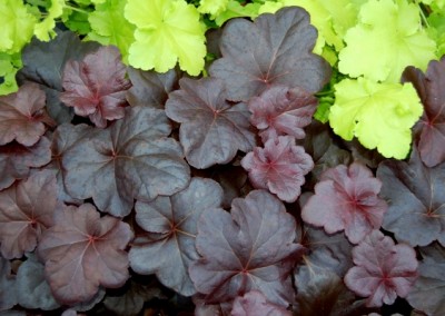 Heuchera Obsidian