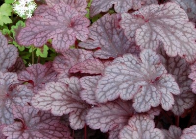 Heuchera Plum Pudding