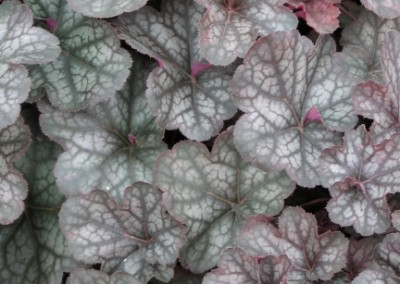 Heuchera Regina