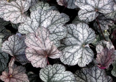 Heuchera Silver Scrolls