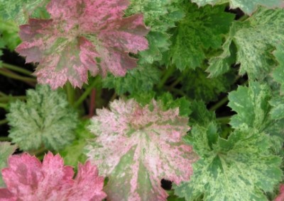 Heuchera Snow Angel