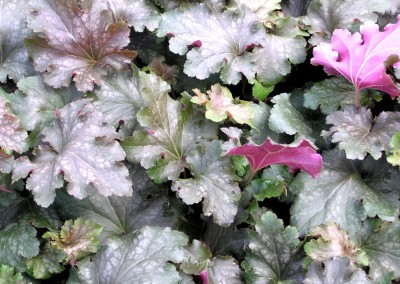 Heuchera Stormy Seas