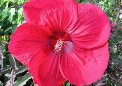 Hibiscus Fireball