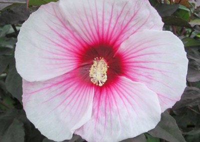 Hibiscus Kopper King