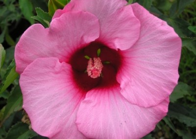 Hibiscus Lady Baltimore