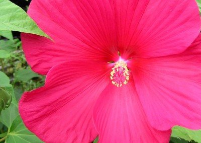 Hibiscus Lord Baltimore