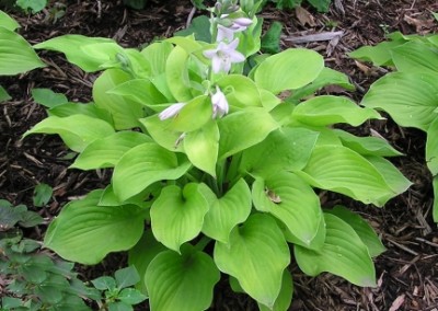 Hosta August Moon