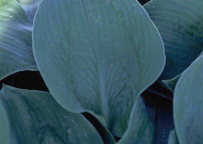 Hosta Elegans