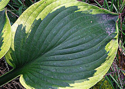 Hosta Frances Williams