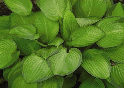 Hosta Gold Standard