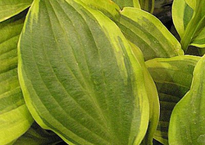 Hosta Golden Tiara