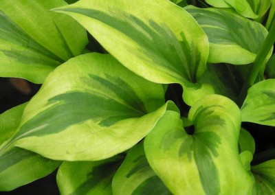 Hosta Grand Tiara