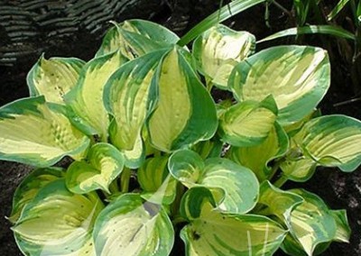 Hosta Great Expectations