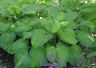 Hosta Guacamole