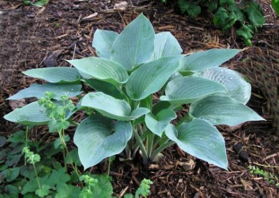 Hosta Halcyon