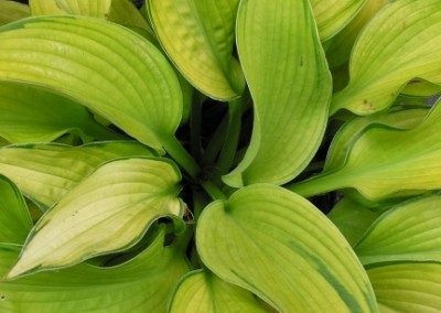 Hosta Inniswood