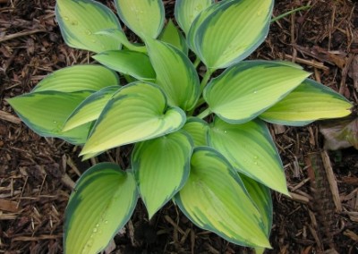 Hosta June