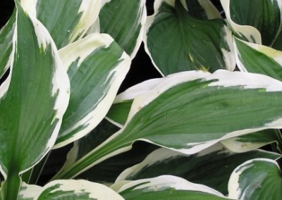 Hosta Minute Man