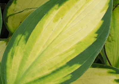 Hosta Orange Marmalade