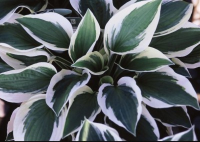 Hosta Patriot