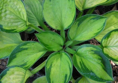 Hosta Rainforest Sunrise