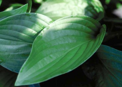 Hosta Royal Standard