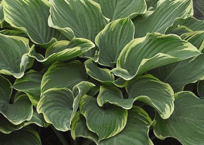 Hosta Sagae