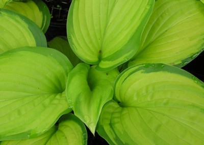 Hosta Stained Glass