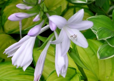 Hosta Stained Glass