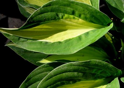 Hosta Striptease