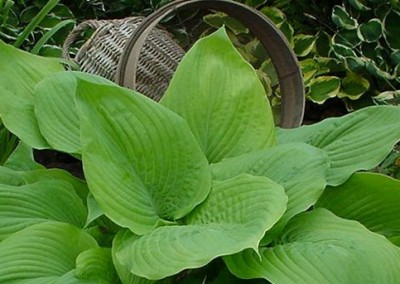 Hosta Sum and Substance