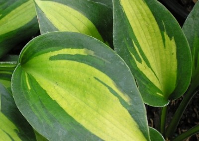 Hosta Striptease