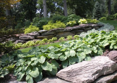 Hosta with Outcropping