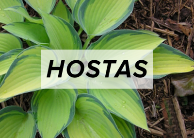 Hostas