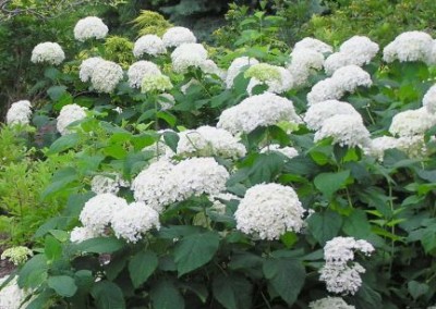 Hydrangea Annabelle