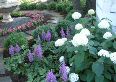 Hydrangea-Astilbe