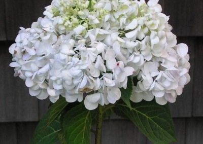 Hydrangea Blushing Bride