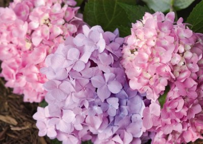 Hydrangea Endless Summer