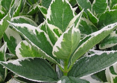 Hydrangea Light-O-Day