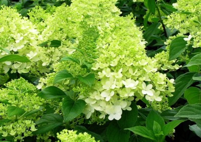 Hydrangea Limelight