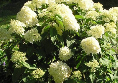 Hydrangea Limelight